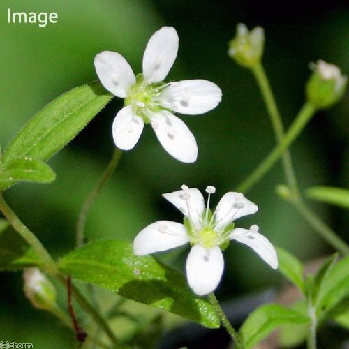 （山野草）オオヤマフスマ（大山衾）　３号（１ポット）（休眠状態）