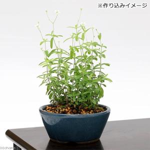 (山野草)オオヤマフスマ(大山衾) 3号(1ポット)の詳細画像4