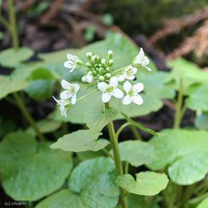 山野草）ビバリウムプランツ 極姫ユキノシタ（極姫雪ノ下）3cm