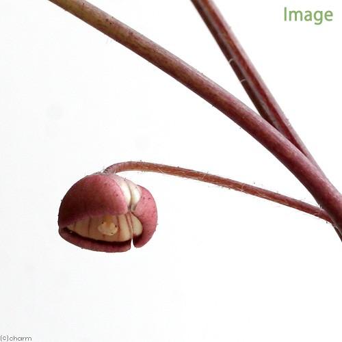 （山野草）フタバアオイ（二葉葵）　３号（１ポット）（休眠状態）