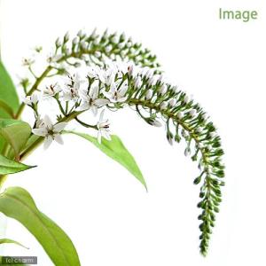 山野草）ビバリウムプランツ 極姫ユキノシタ（極姫雪ノ下）3cm