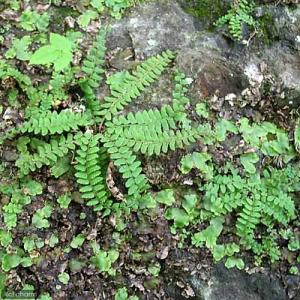 (山野草)シダ(羊歯)ツルデンダ(蔓連朶)3号...の詳細画像3