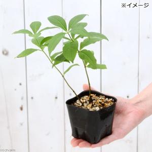 (山野草)クガイソウ(九蓋草 九階草) 3号(...の詳細画像1