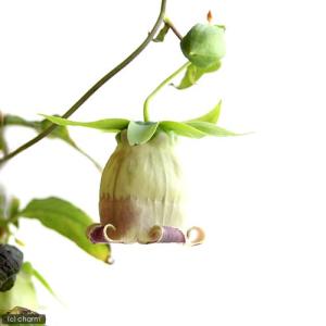 山野草）カンアオイ（寒葵）アサルム ペテロッティ（Asarum