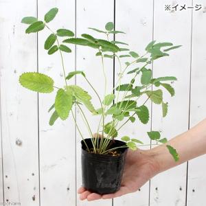 (山野草)ワレモコウ(吾亦紅 吾木香) 3.5...の詳細画像3