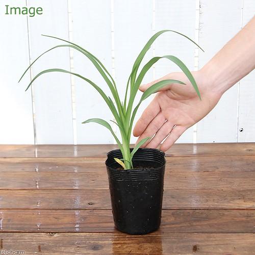 （ビオトープ）ヘメロカリス　品種・花色おまかせ（１ポット）