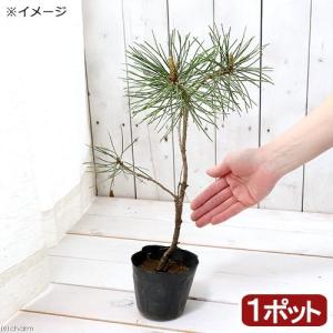 苗：赤松寄せ植え（赤ちゃん苗）*あかまつ/アカマツ : 遊恵盆栽 Yahoo