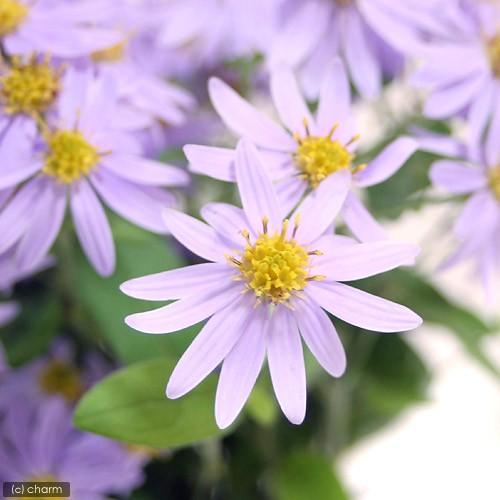 （山野草）キク（菊）　ノコンギク（野紺菊）　３号（１ポット）（休眠状態）