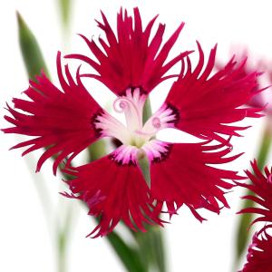 （山野草）ナデシコ（撫子）赤花カワラナデシコ（赤花河原撫子）　３号（１ポット）