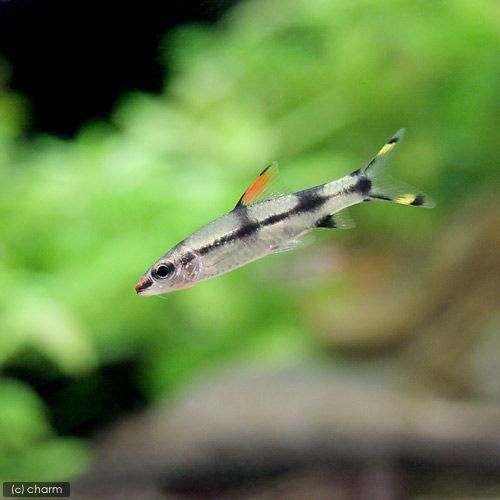 （熱帯魚）レッドライン・トーピードバルブ　Ｓサイズ（１匹）　北海道・九州航空便要保温