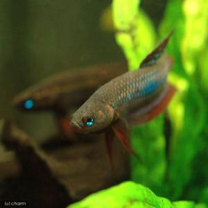 熱帯魚）ベタ・アルビマルギナータ（ワイルド）（1ペア） 北海道