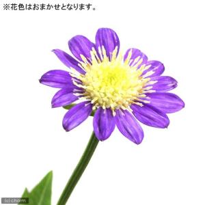 （山野草）キク（菊）　ミヤコワスレ（都忘れ）　品種おまかせ　３号（１ポット）