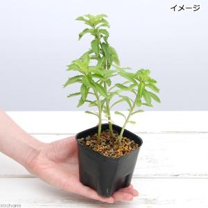 (山野草)キリンソウ(麒麟草) 3号(1ポット)の詳細画像1