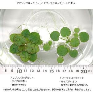 (浮草)ドワーフフロッグビット(無農薬)(5株)の詳細画像1