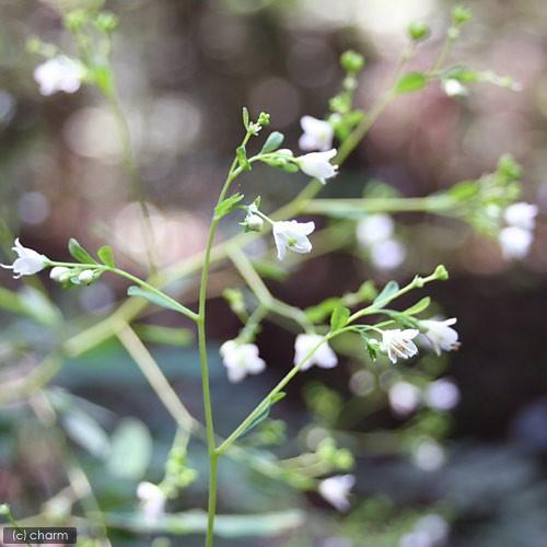 （山野草）マツカゼソウ（松風草）３号（１ポット）（休眠状態）