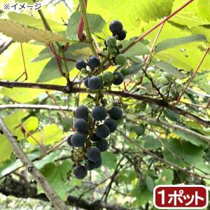 （山野草）盆栽　ヤマブドウ（山葡萄）の苗　３号（１ポット）（休眠株）