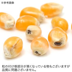国産 とうもろこし 粒々 ポップ種 80g 小...の詳細画像2