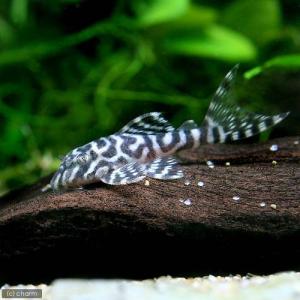 (熱帯魚)キングタイガー・ペコルティア Sサイズ...の商品画像