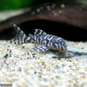 (熱帯魚)キングタイガー・ペコルティア Sサイ...の詳細画像1