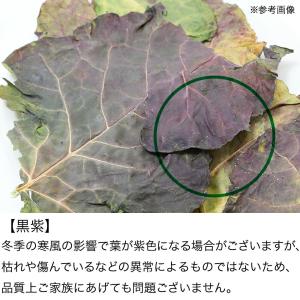国産 ブロッコリーの葉 20g 小動物のおやつの詳細画像5
