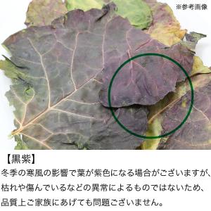 国産 ブロッコリーの葉 70g 小動物のおやつ...の詳細画像4