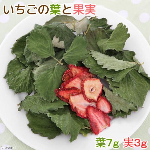 国産　いちごの葉と果実　１０ｇ　小動物のおやつ　うさぎ　ハムスター　無添加　無着色
