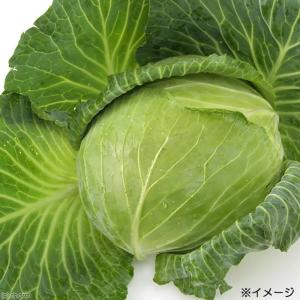 国産 キャベツ 30g 小動物のおやつ うさぎ...の詳細画像4