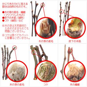 かじり木 国産 キウイフルーツの木 中枝 7本...の詳細画像2