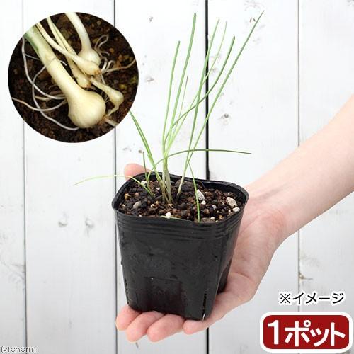 （山野草）ノビル（野蒜）　球根入り　３号（１ポット）　家庭菜園（休眠状態）