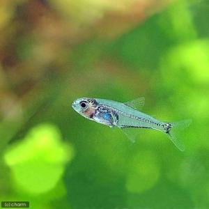 2cm程度 超小型種 カラシン テトラ等 熱帯魚 エビ他 チャーム Charm Paypayモール店 通販 Paypayモール