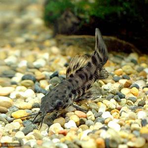 （入荷未定）（熱帯魚）ブロッチ・ホプロ（１匹）　北海道・九州航空便要保温