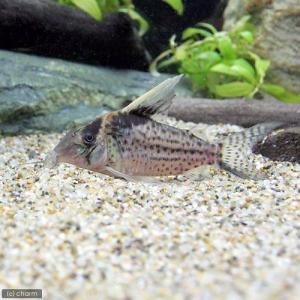 熱帯魚）コリドラス・ビファシアータス パラタイプ（ワイルド）（1匹 
