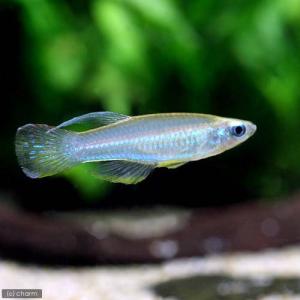 熱帯魚図鑑 チャーム