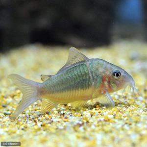 チャーム Charm ヤフー店 ブロキス コリドラス近縁種 コリドラス Yahoo ショッピング