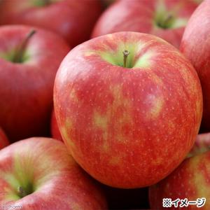 国産 割れりんご 50g ドライフルーツ 小動...の詳細画像3