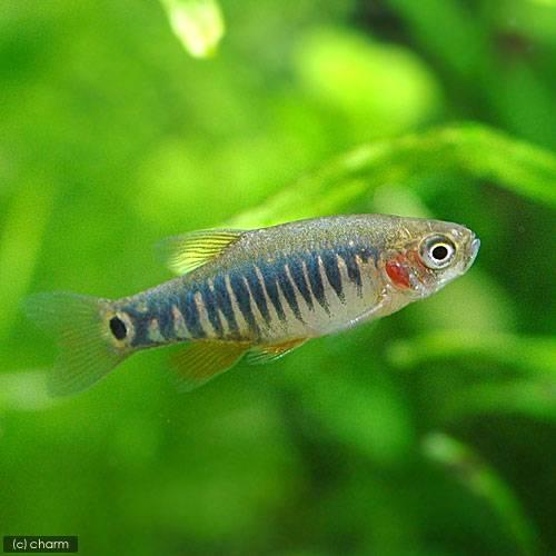 （熱帯魚）ミクロラスボラ・エリスロミクロン（ブリード）（６匹）　北海道航空便要保温