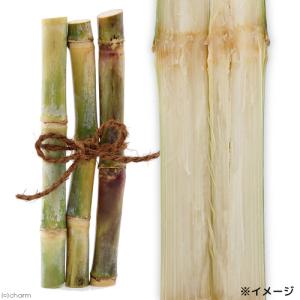 沖縄県産 さとうきび 45g 小動物用のおやつ...の詳細画像4