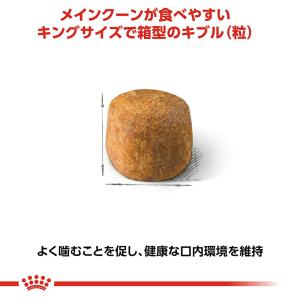 ロイヤルカナン 猫 メインクーン 成猫用 生後...の詳細画像5