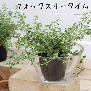 （観葉植物）ハーブ苗　タイム　フォックスリータイム　３号（１ポット）　家庭菜園