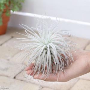 (観葉植物)エアープランツ チランジア テクト...の詳細画像1