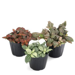 (観葉植物)フィットニア 品種おまかせ 3号(...の詳細画像1