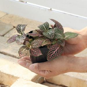 (観葉植物)フィットニア 品種おまかせ 3号(...の詳細画像2