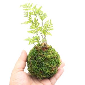 (観葉植物)苔玉 トキワシノブ Sサイズ(1個...の詳細画像2