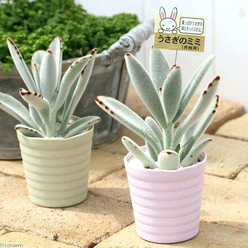 （多肉植物）ウサギのミミ（ツキトジ）　２．５号（１鉢）（説明書付き）