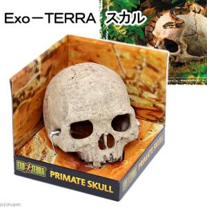 GEX エキゾテラ スカル 爬虫類 レイアウト用...の商品画像