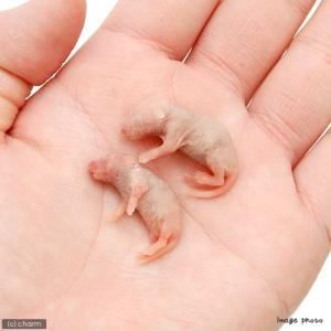 冷凍★S(10匹) カタ養殖 Mice2 冷凍...の詳細画像1