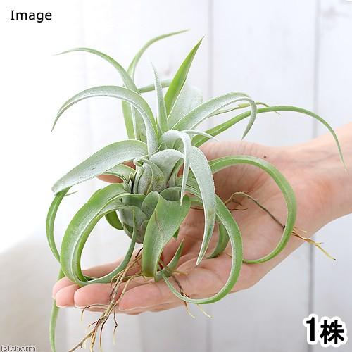 （観葉植物）エアープランツ　チランジア　ストレプトフィラ　ＸＬサイズ（１株）