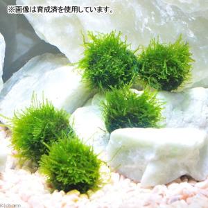 (エビ)(水草)ミナミヌマエビ(5匹)+巻きた...の詳細画像1