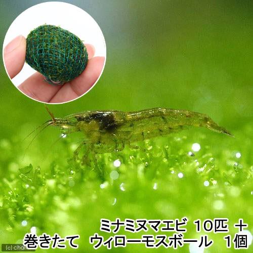 （エビ）（水草）ミナミヌマエビ（１０匹）＋巻きたて　ウィローモスボール　１個（水中葉）