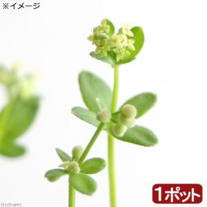 （山野草）ヨツバムグラ（四葉葎）３号（１ポット）